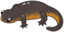 bignewt emote for Discord