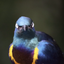 birdStare emote for Discord