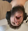 BigScream emote for Discord