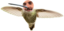 BIRDBOY emote for Discord