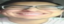 BIGFUCKINGAL emote for Discord