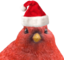 birdStare emote for Discord