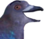 birbHAPPY emote for Discord