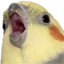 birdO emote for Discord