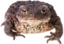BigToad emote for Discord