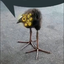 BIGbird emote for Discord