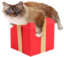 BigFluffyCatOnChristmasPresent emote for Discord