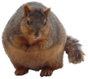 BigNRound static emote for Discord, Twitch and Slack