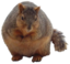 BigNRound emote for Discord