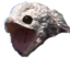 birbpog emote for Discord