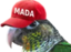birbMADA emote for Discord