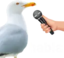 birdhabla emote for Discord