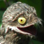 BirdChamp emote for Discord