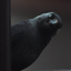 birdStare emote for Discord
