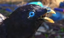 BirdShock emote for Discord