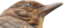 birdgeSmug emote for Discord