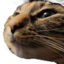 cinnavibe emote for Discord