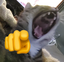 Cirihaha emote for Discord