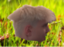 clixMushroom emote for Discord