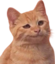 CluelessCat emote for Discord