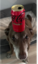 CloudsDog emote for Discord