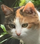 Cleo emote for Discord