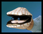 clamhands emote for Discord