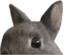 bnuyConcern emote for Discord