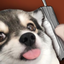 Bwaloo emote for Discord