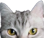 byakkoStare emote for Discord
