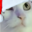 BysyaSHTOXMAS emote for Discord