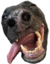 c1rcaNera emote for Discord