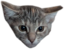 CelesteMad emote for Discord