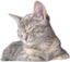 CelesteSleep emote for Discord
