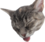 CelesteBlep emote for Discord