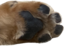 Celeste emote for Discord
