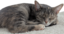 CelesteSleeping emote for Discord