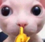 cichutko emote for Discord