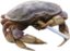 Crabpain emote for Discord