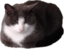 CrashLoaf emote for Discord