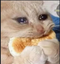 CryingCat emote for Discord