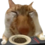 crycatsob emote for Discord