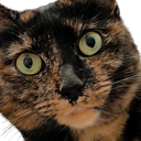 croshShadowStare static emote for Discord, Twitch and Slack