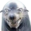CreepySeal emote for Discord