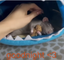 crowSleep emote for Discord