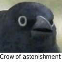 crowWow static emote for Discord, Twitch and Slack