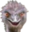 CreepyOstrich emote for Discord