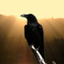 crow emote for Discord