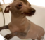 creatureBathing emote for Discord