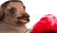 creedture emote for Discord